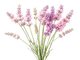 Accordo di Lavanda