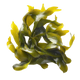 Alga Fucus