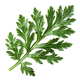Artemisia