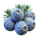 Bacche di Ginepro