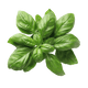 Basilico