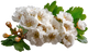 Biancospino