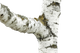 Catrame di Betulla