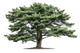 Cedro dell'Atlante