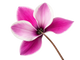 Ciclamino