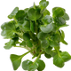 Crescione