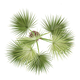 Cypriol