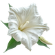 Datura