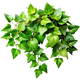 Edera Verde