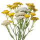 Elicriso