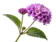 Eliotropo