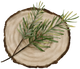 Essenza di Cedro