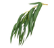 Eucalipto