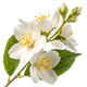 Fiore d'Arancio Tunisino