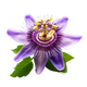 Fiore della passione