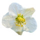 Fiore di Lampone