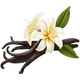 Fiore di Vaniglia