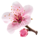 Fiori di mandorlo