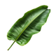 Foglia di Banana