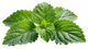 Foglia di Patchouli Indonesiano