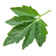 Foglia di Pomodoro