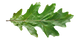 Foglia di Quercia