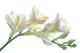 Fresia