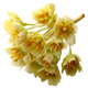 Galbano