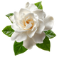 Gardenia