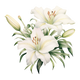 Giglio