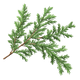 Ginepro