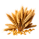 Grano