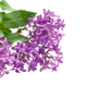Lillà