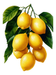 Limoni di Amalfi