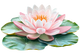Loto