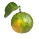 Mandarino Verde