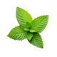 Menta