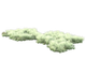 Muschio Bianco