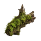 Muschio di Quercia