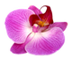 Orchidea