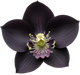 Orchidea Nera