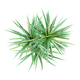 Papiro