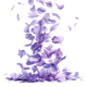 Petali di Violetta