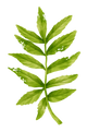 Petitgrain del Paraguay