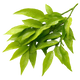 Petitgrain