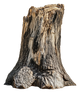 Quercia