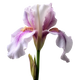 Rizoma di Iris