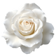 Rosa Bianca