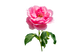 Rosa Bulgara
