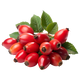 Rosa Canina